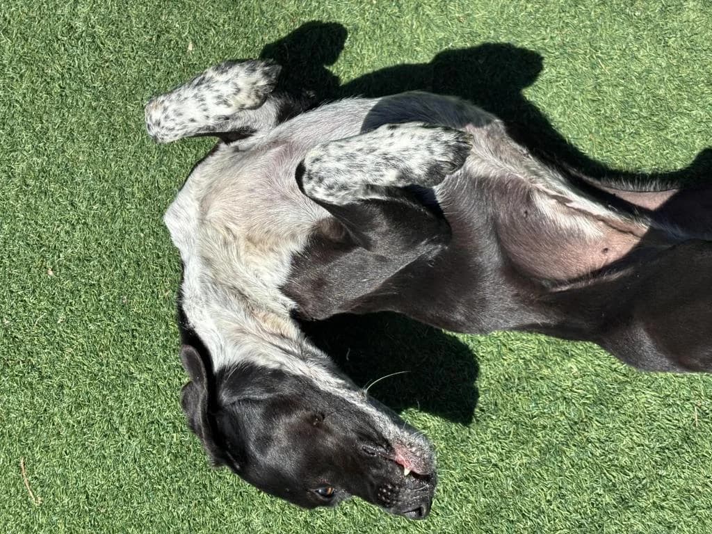 PETIFYC10545 photo 6