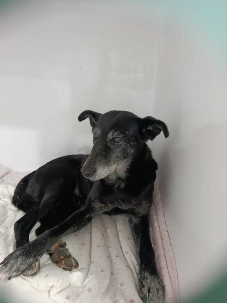 PETIFYC10546 photo 8