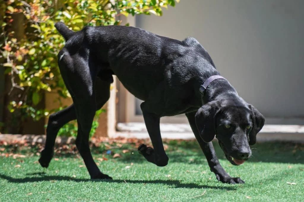 PETIFYC10546 photo 2