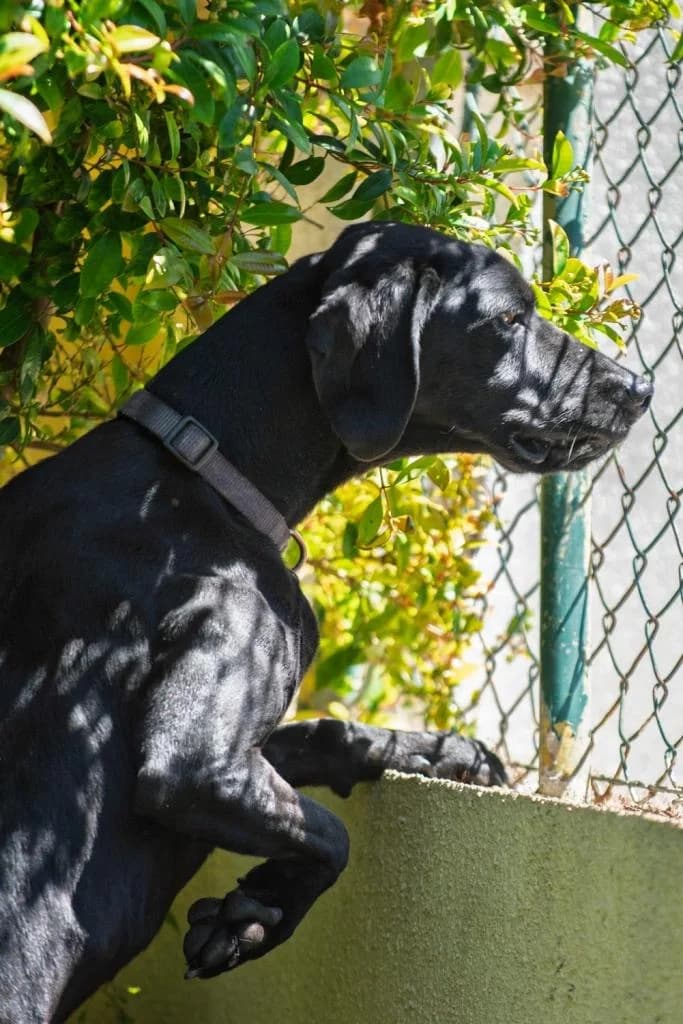 PETIFYC10546 photo 3