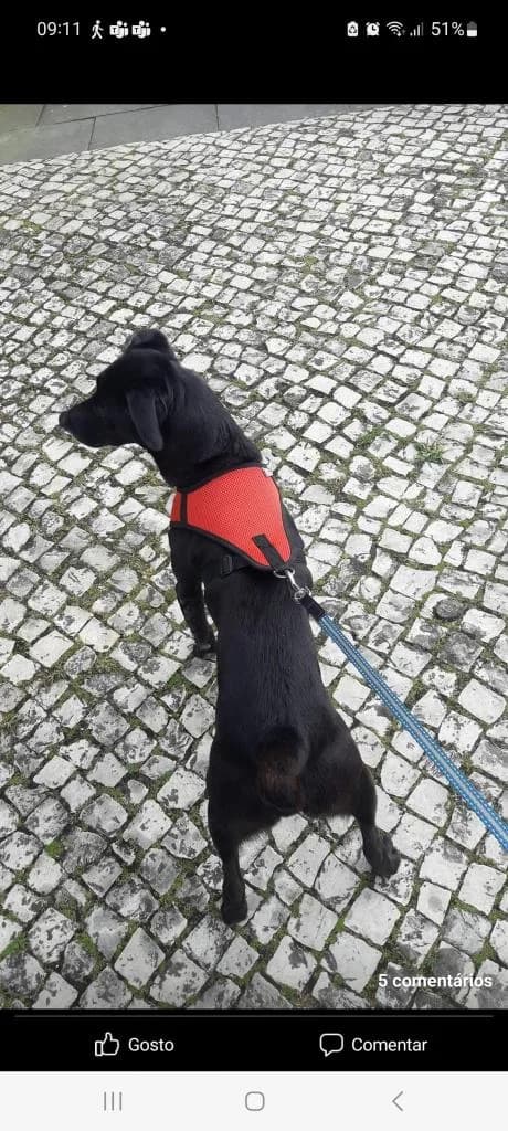 PETIFYC10546 photo 5