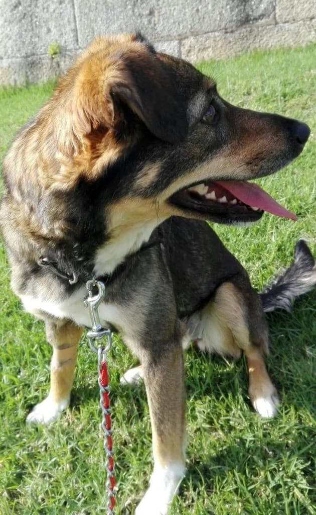 PETIFYC10546 photo 7