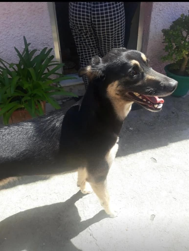 PETIFYC10567 photo 2