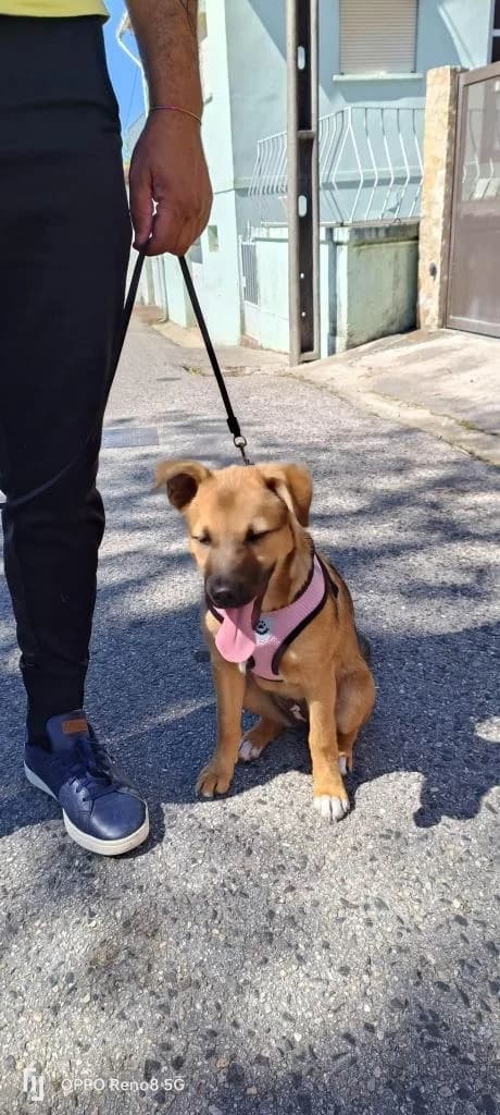 PETIFYC10567 photo 3