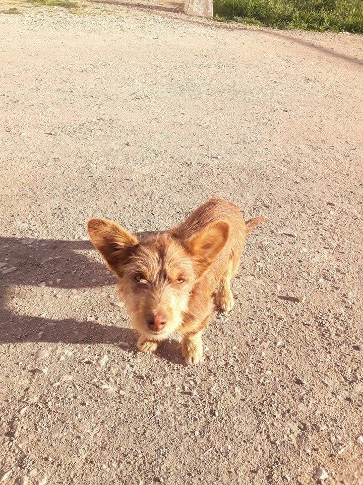 PETIFYC10567 photo 5