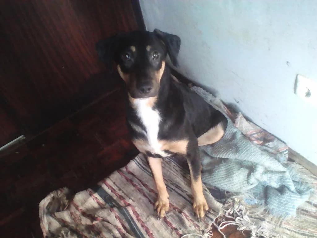 PETIFYC10567 photo 6