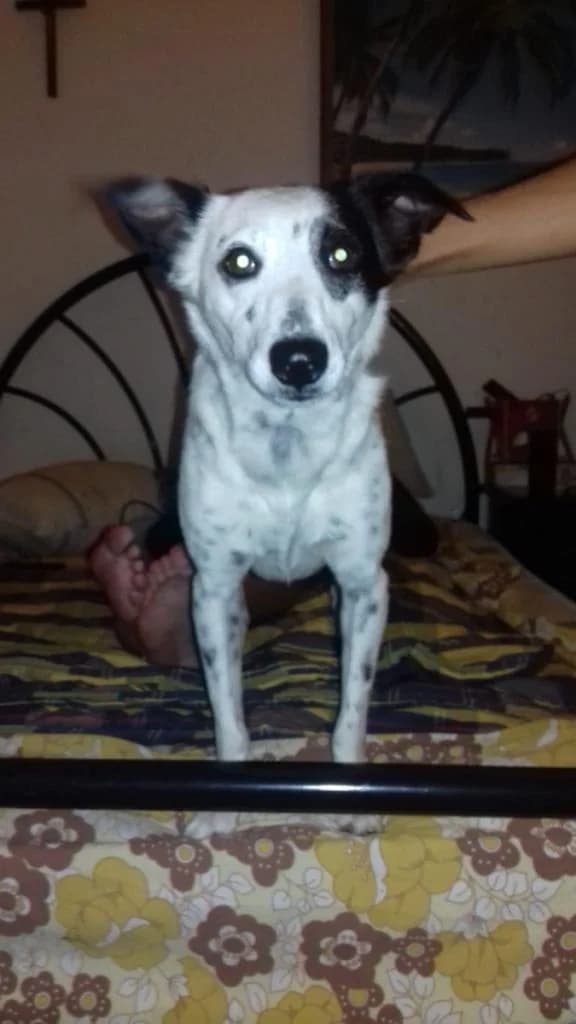 PETIFYC10567 photo 7