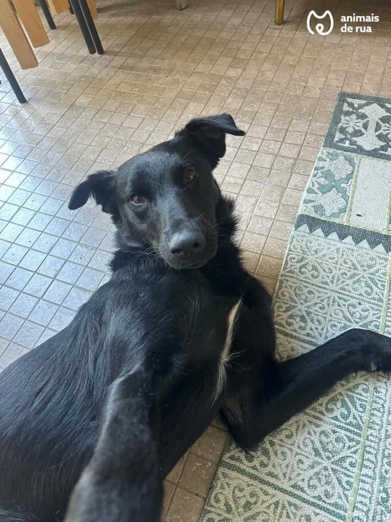 PETIFYC10572 photo 2