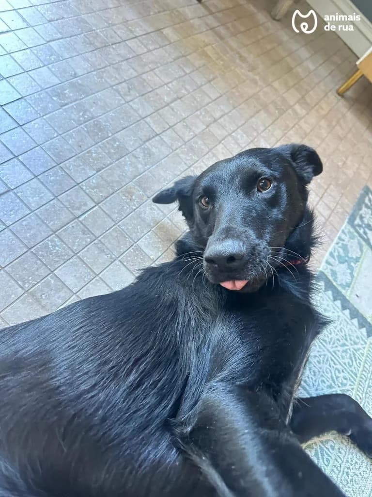 PETIFYC10572 photo 3