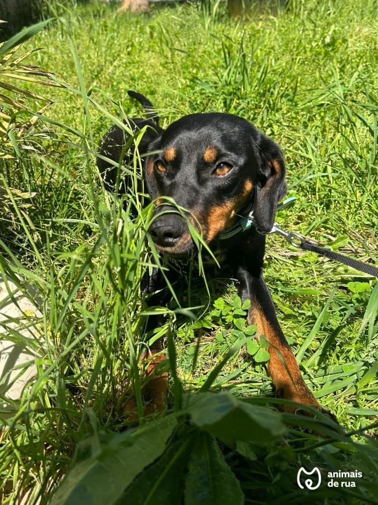 PETIFYC10572 photo 4