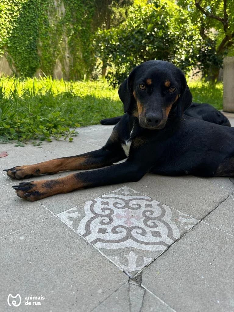 PETIFYC10572 photo 5