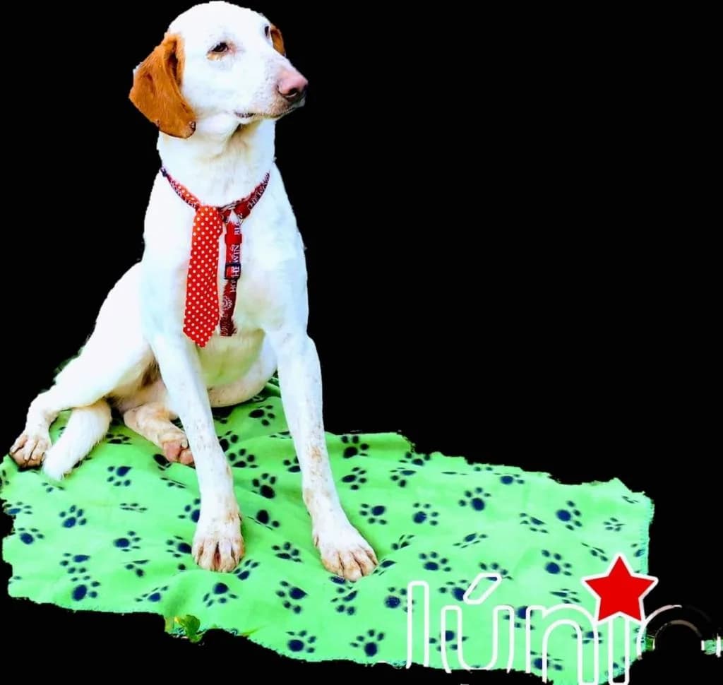 PETIFYC10572 photo 7