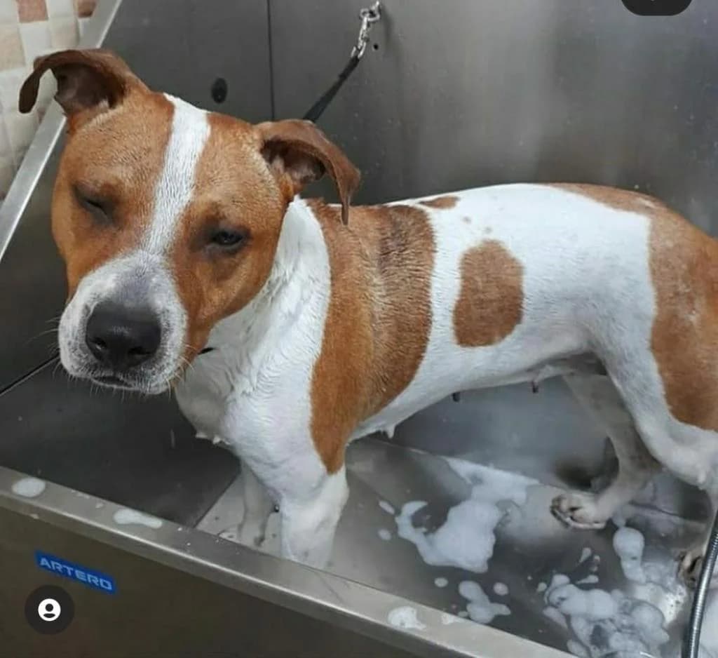 PETIFYC10572 photo 8