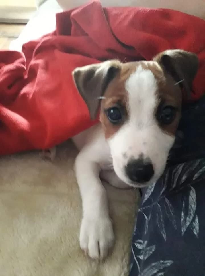 PETIFYC10588 photo 3