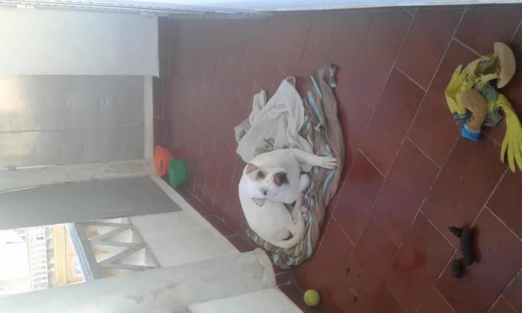 PETIFYC10588 photo 4