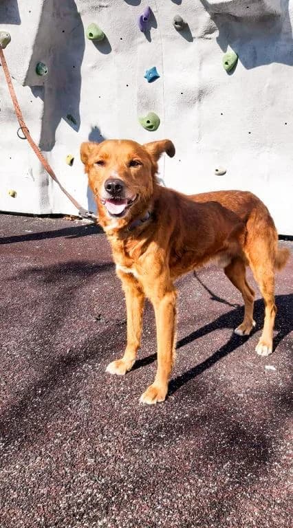 PETIFYC10588 photo 5