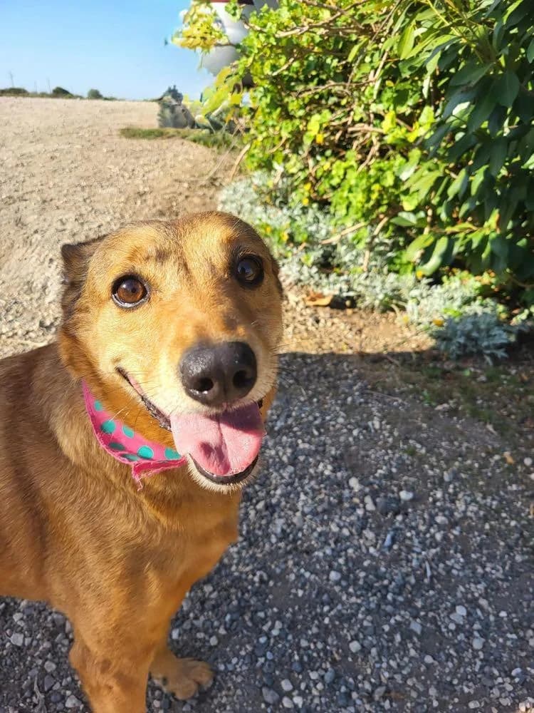 PETIFYC10588 photo 6