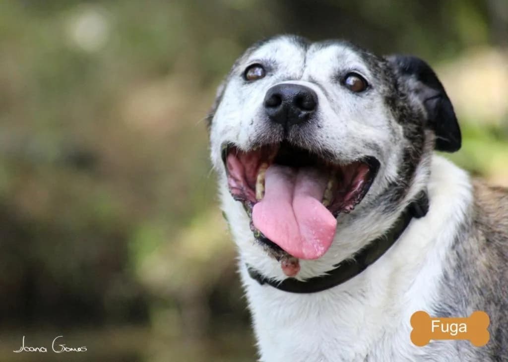 PETIFYC10588 photo 7