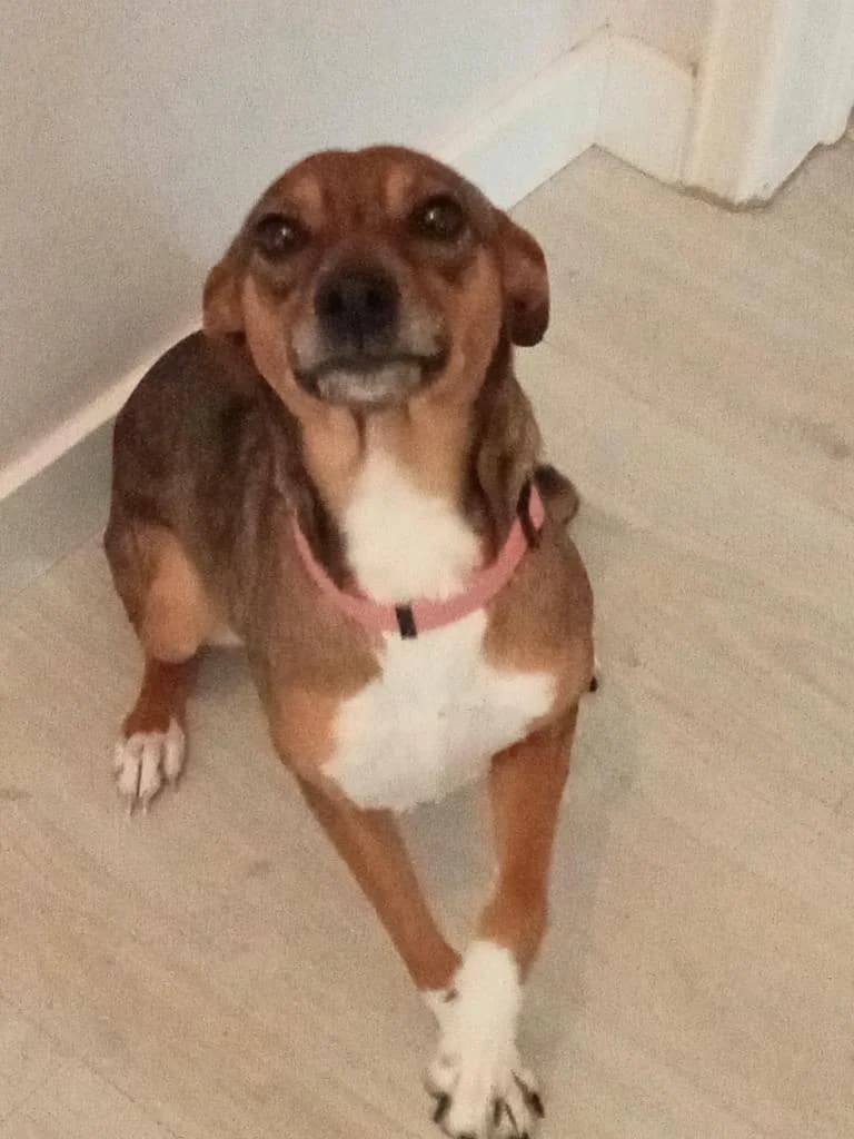 PETIFYC10600 photo 2