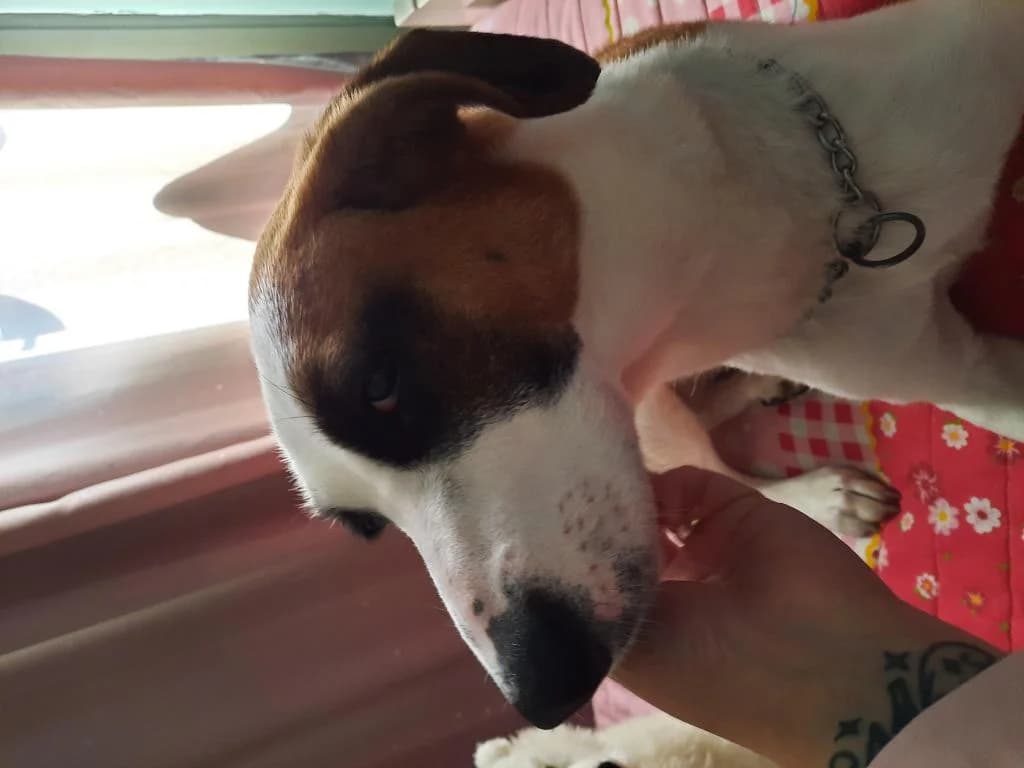 PETIFYC10600 photo 3