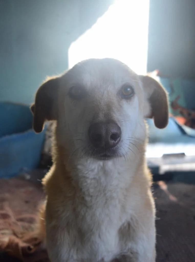 PETIFYC10600 photo 4