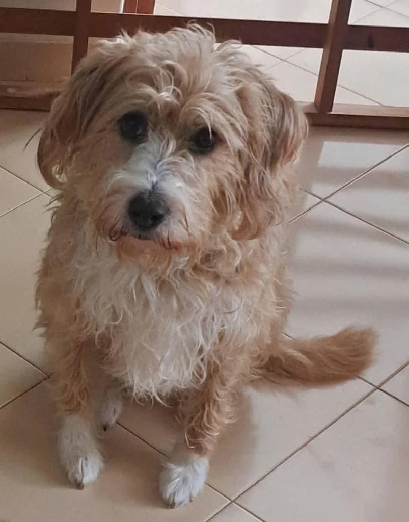 PETIFYC10600 photo 5