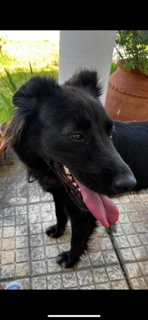 PETIFYC10605 photo 2