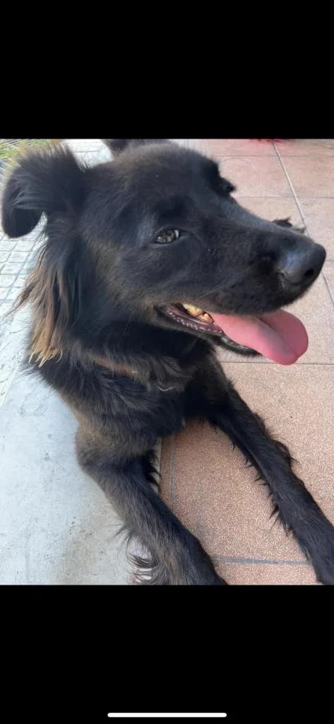 PETIFYC10605 photo 3