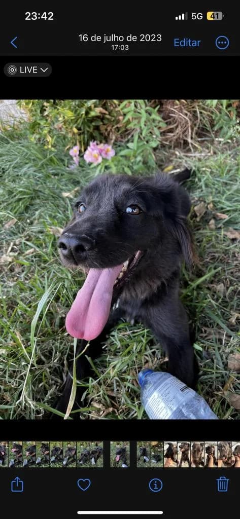 PETIFYC10605 photo 4