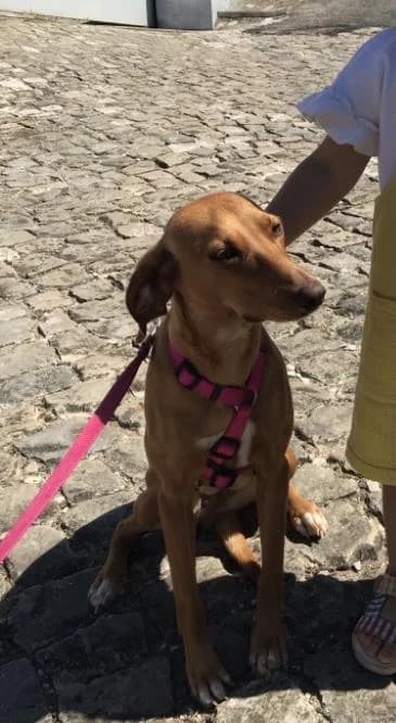 PETIFYC10605 photo 7