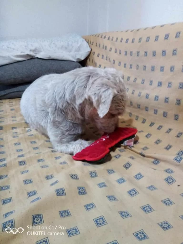 PETIFYC10613 photo 2