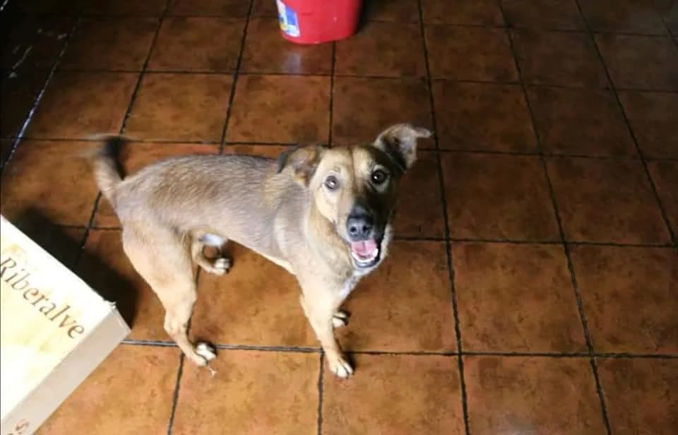 PETIFYC10613 photo 3