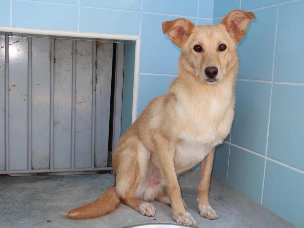 PETIFYC10613 photo 4