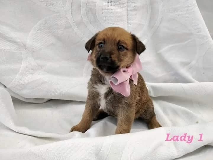 PETIFYC10613 photo 5