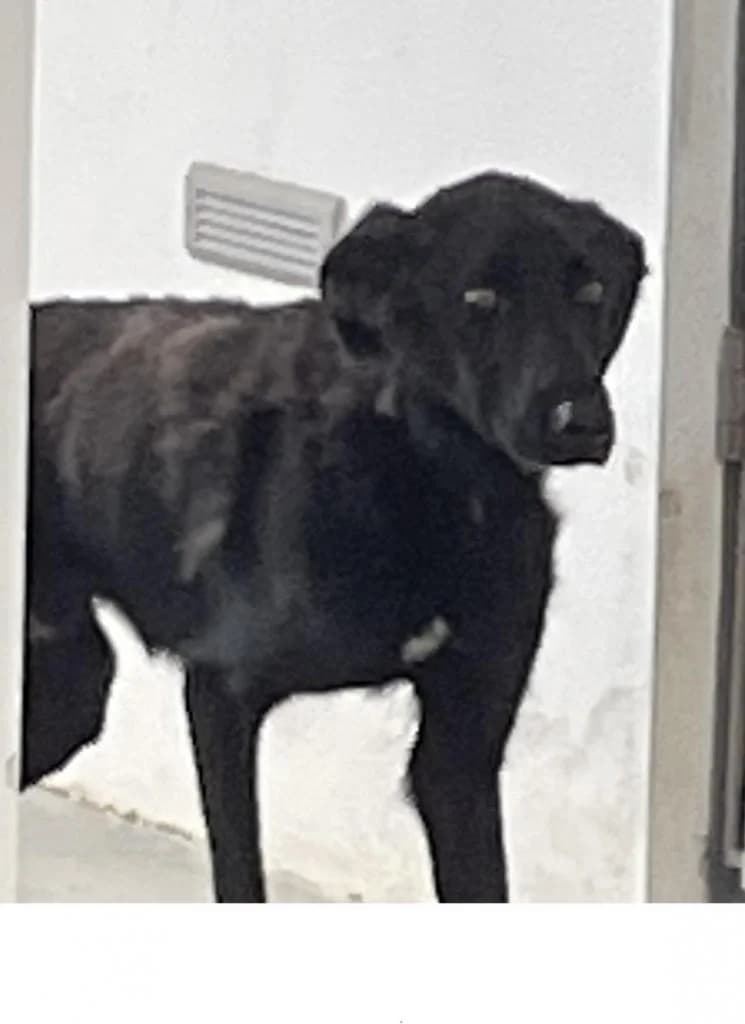 PETIFYC10613 photo 6