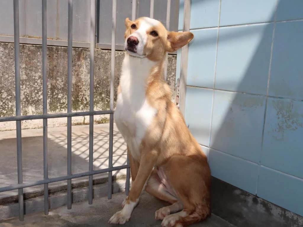 PETIFYC10613 photo 7