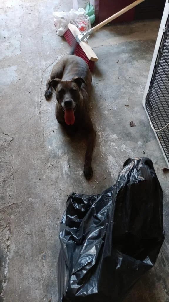 PETIFYC10615 photo 3