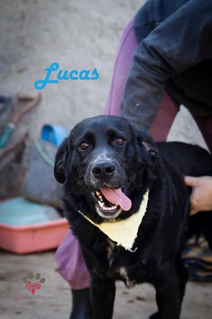 PETIFYC10615 photo 5