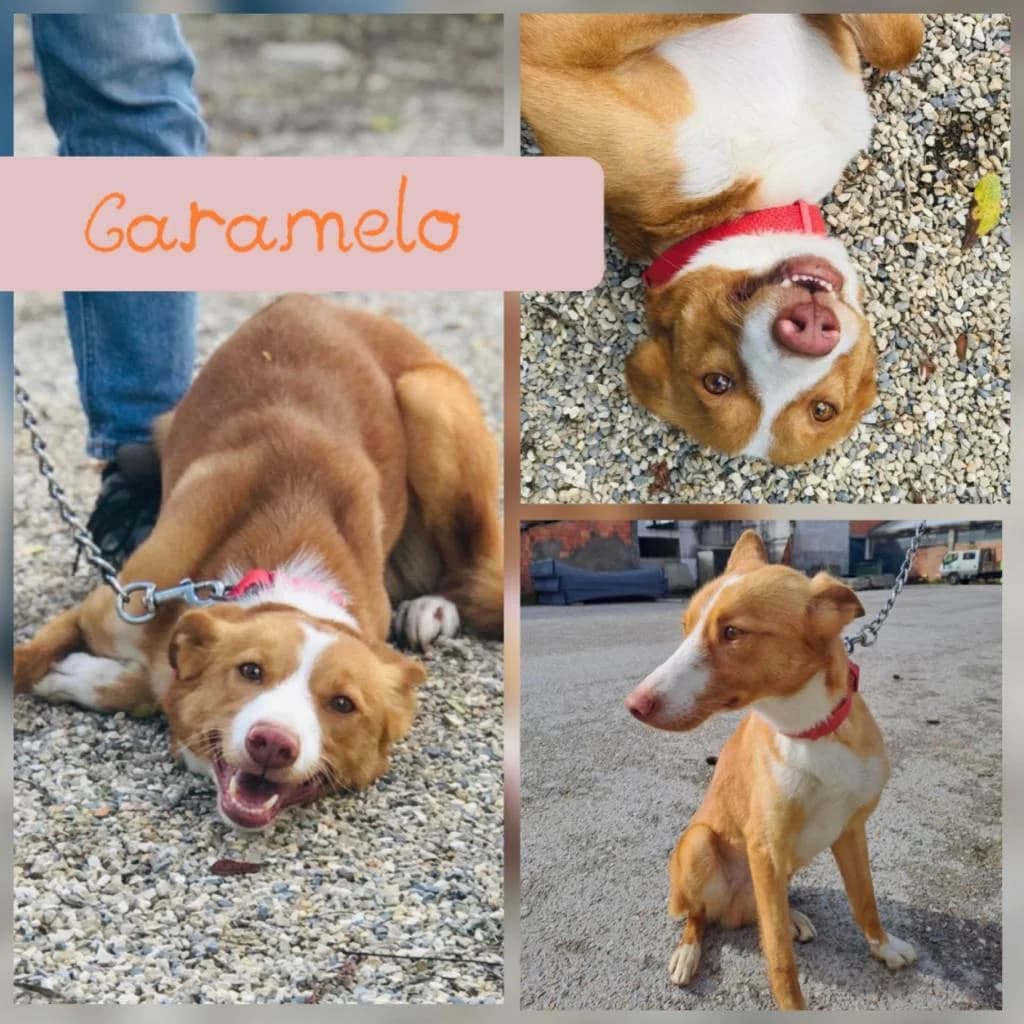 PETIFYC10615 photo 6