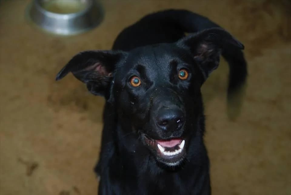 PETIFYC10615 photo 7