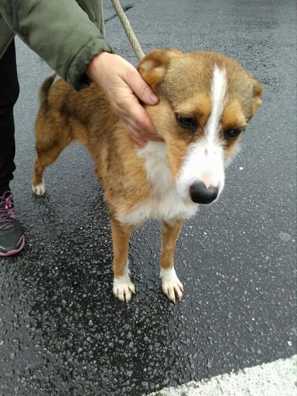 PETIFYC10615 photo 8