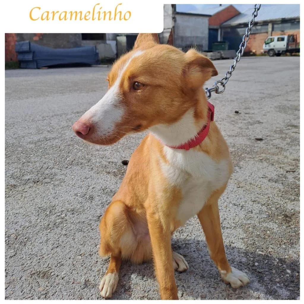 PETIFYC10618 photo 2