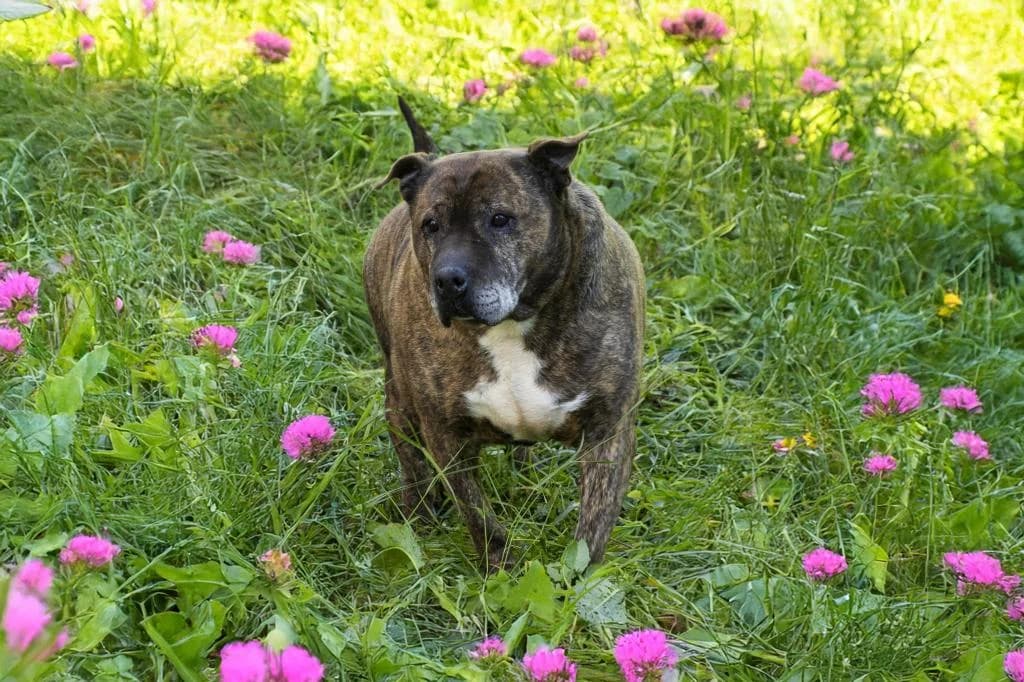 PETIFYC10618 photo 4