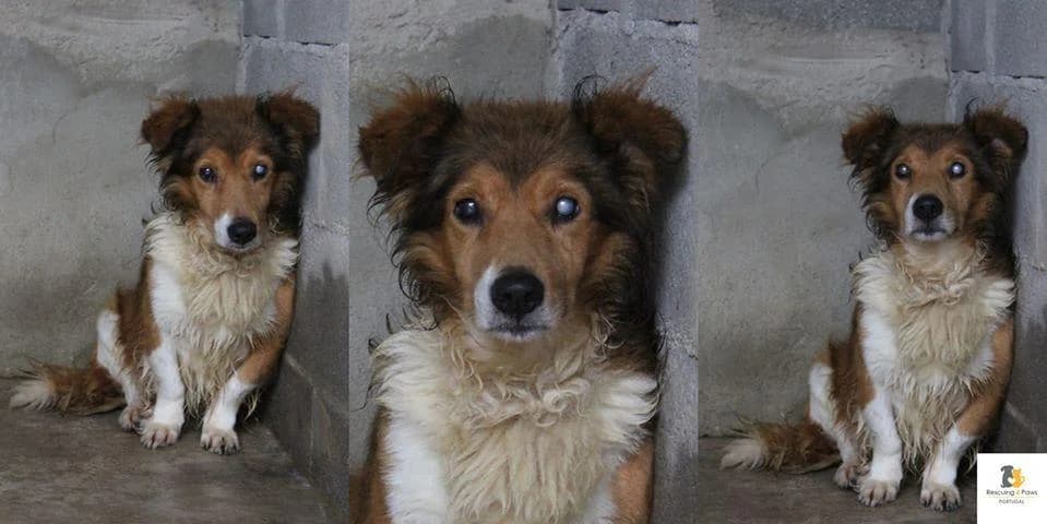 PETIFYC10618 photo 5