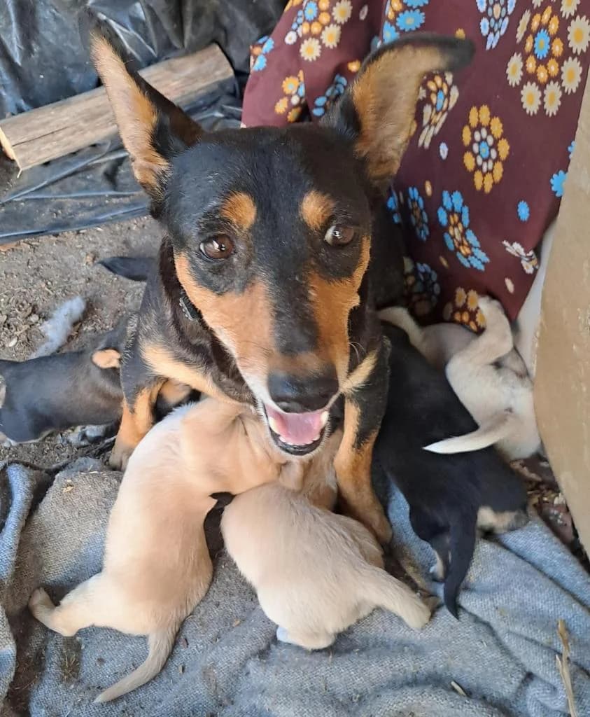 PETIFYC10618 photo 6