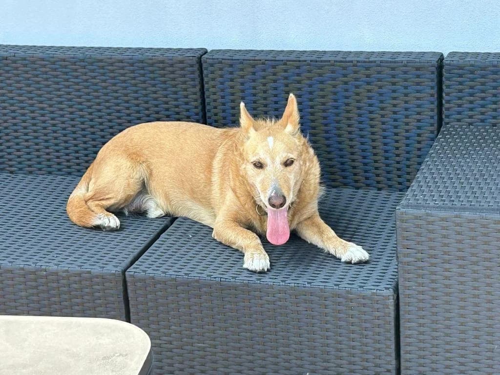 PETIFYC10642 photo 2