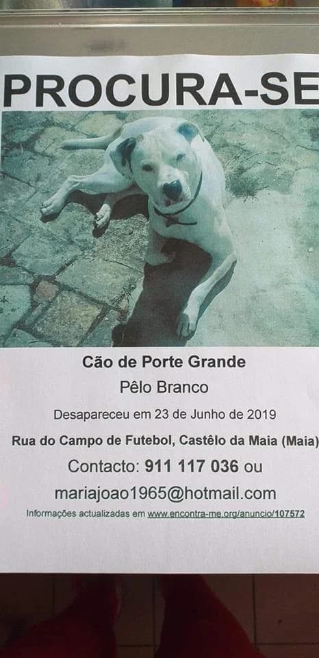 PETIFYC10642 photo 3