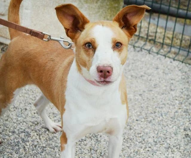 PETIFYC10642 photo 4