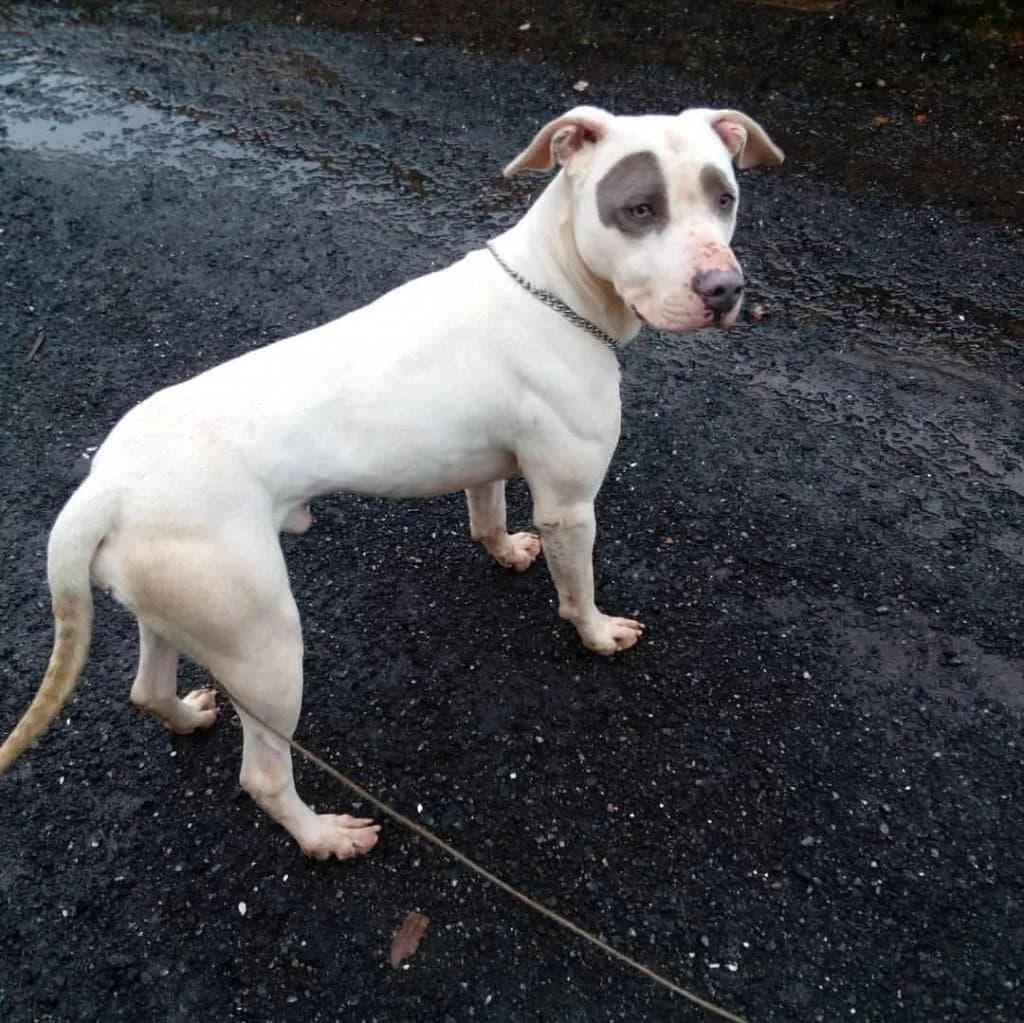 PETIFYC10642 photo 5