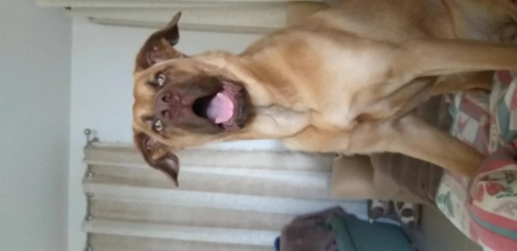 PETIFYC10642 photo 6